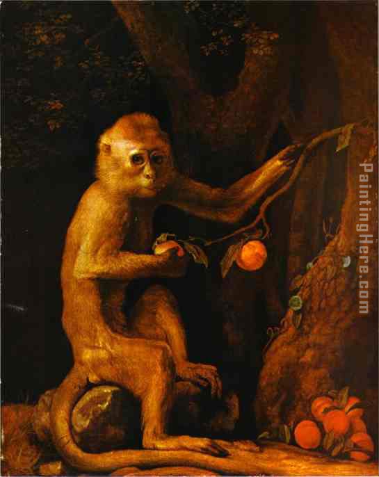 Green Monkey